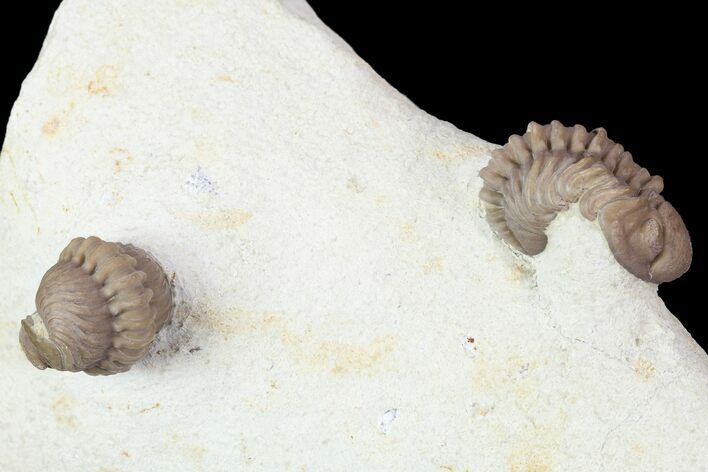 Two Nice Paciphacops Trilobites - Oklahoma #104101